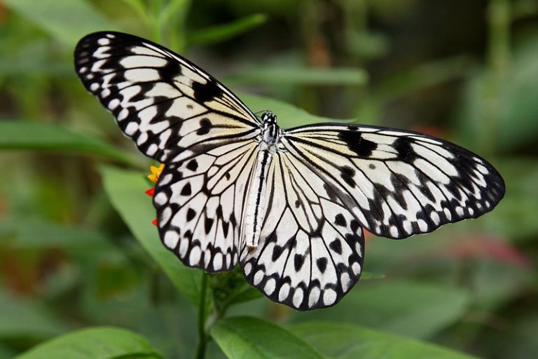 The Lucky Butterfly The Luck Project